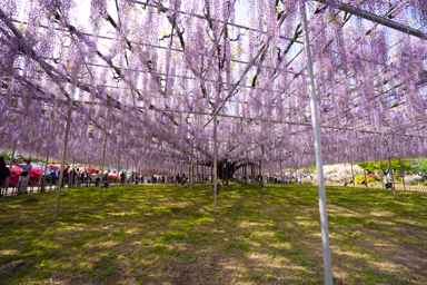 あしかがフラワーパークの藤棚