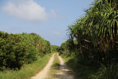 久高島の海へと向かう道