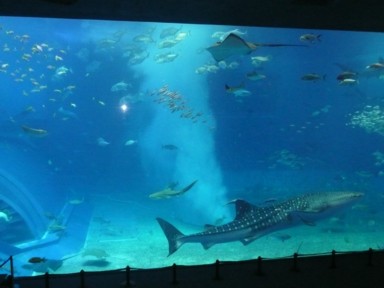 美ら海水族館のジンベイザメ