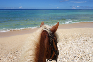 読谷村で乗馬