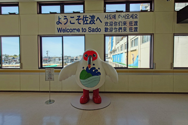 佐渡島の両津港にいるサドッキー