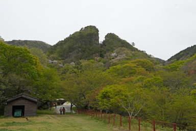 佐渡金山の道遊の割戸の2つに割れた山と野桜