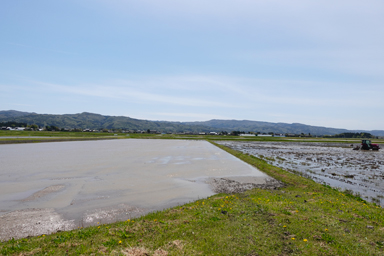 佐渡島のトキロードに広がる田んぼと山々