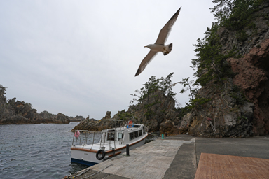 佐渡の尖閣湾の船着き場とかもめ