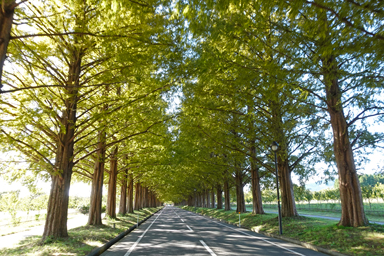 メタセコイア並木