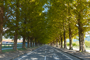 メタセコイア並木道の紅葉直前の道