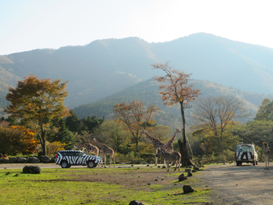 富士サファリパークのキリンとシマウマ