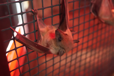 竜ヶ岩洞のこうもり