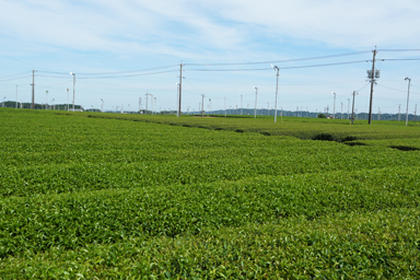 広大な茶畑