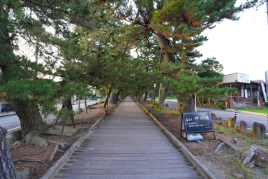 三保の松原の松が並ぶ神の道