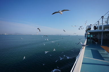 小豆島のフェリーにカモメの大群