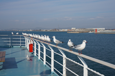 小豆島のフェリーにカモメの大群