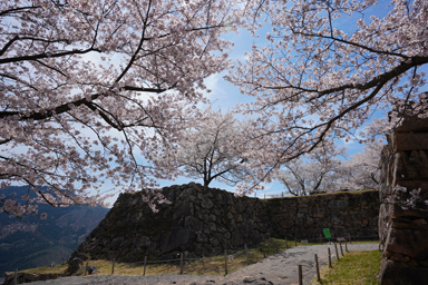 竹田城の石垣と桜