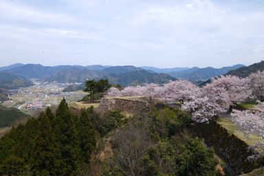 竹田城の城壁と桜