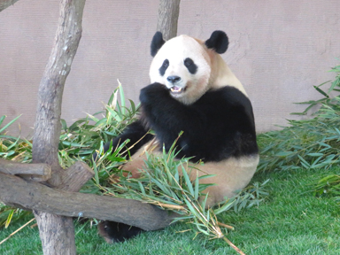 アドベンチャーワールドのパンダたち