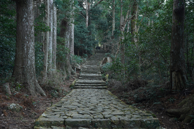 熊野古道の石畳と杉並木