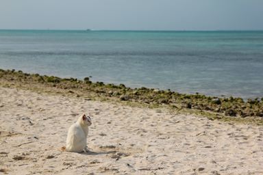 竹富島カイジ浜の白砂と青い海