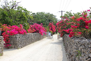 ブーゲンビリアがあちこちに咲く竹富島