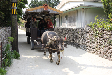 水牛車と三線の音色が響く風景