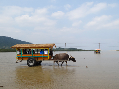 由布島へ海を渡る水牛