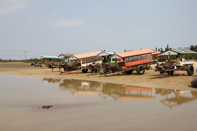 水牛と草原の風景