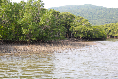 奄美の深い森と豊かな自然を感じる風景。