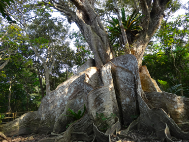 根を張るマングローブの木