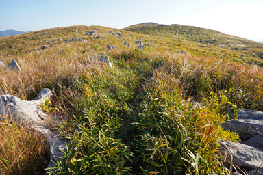 秋吉台の草に埋もれた遊歩道