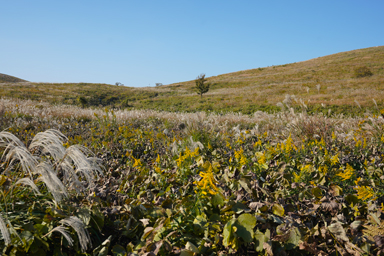 秋吉台のカルスト台地