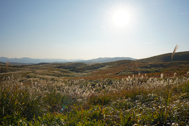 秋吉台の広がる草原