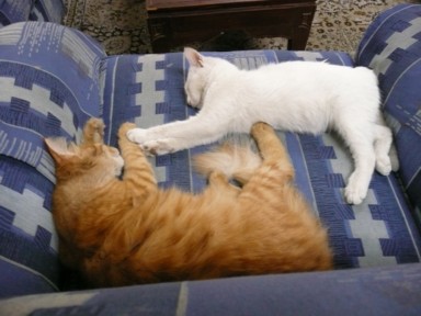 アンマンの安宿のソファーでくつろぐ猫たち