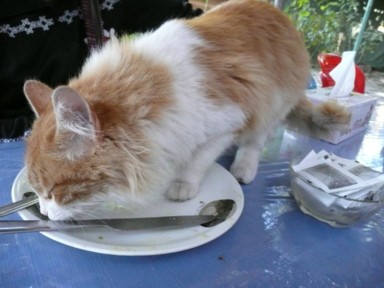 食堂でテーブルの上に来た猫に昼食を奪われる