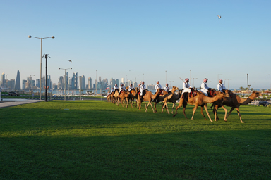 ドーハのクロックタワーの横で数十のラクダの隊列行進の練習の見どころ