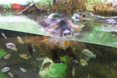 水面に浮かぶカピバラ