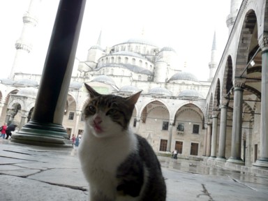 ブルーモスクの中で迎えてくれる猫