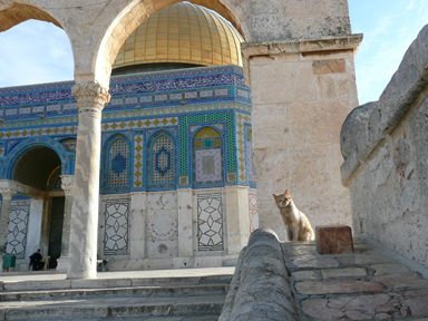 岩のドームの前で見守る猫
