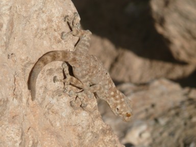 遺跡の中でたまに見かける住人はトカゲ