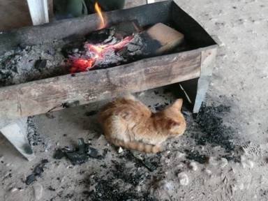 暖炉の下で丸くなる猫