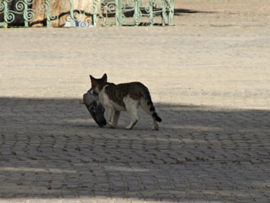鳥の狩りに成功する猫