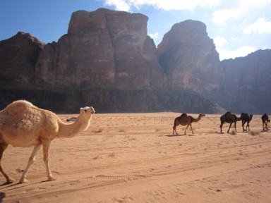 ワディラムのロープにつながれていない自由なラクダの姿