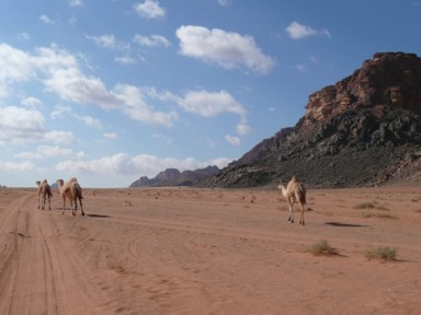 数頭でワディラムの砂漠を歩くラクダの姿