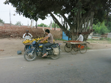アーグラの道ばたのガジュマルの木とバナナの露店