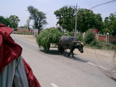草が大量に積まれた荷台を引く水牛