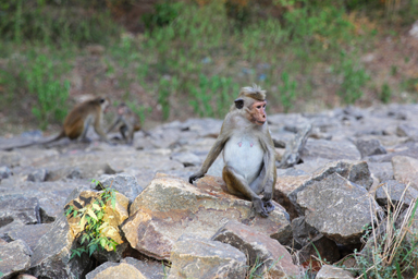 座り方がかっこいいサル