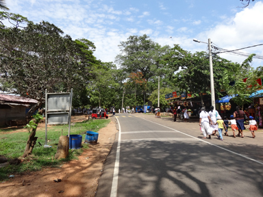 木陰に宿る命の気配と静けさ