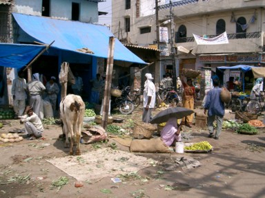 道路に露店が並びそこを牛が歩く様子
