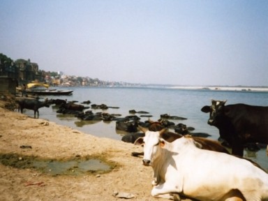 暑さから逃れるために沐浴する牛たち。