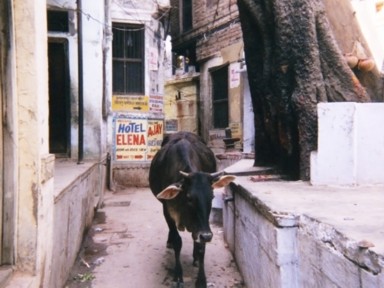 路地が狭すぎて野良牛との行き違いが難しい光景。