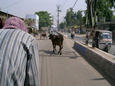 バラナシの道路をのんびり横断する牛