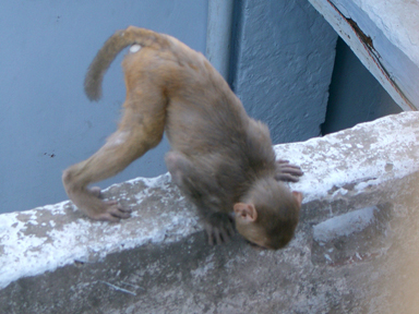 高い場所から地上を覗き込む猿